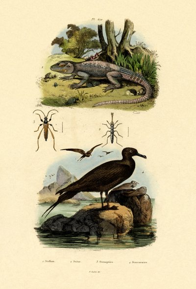Great Skua by French School